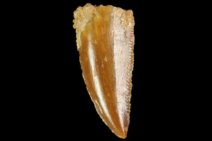 Serrated, Raptor Tooth - Real Dinosaur Tooth #85236